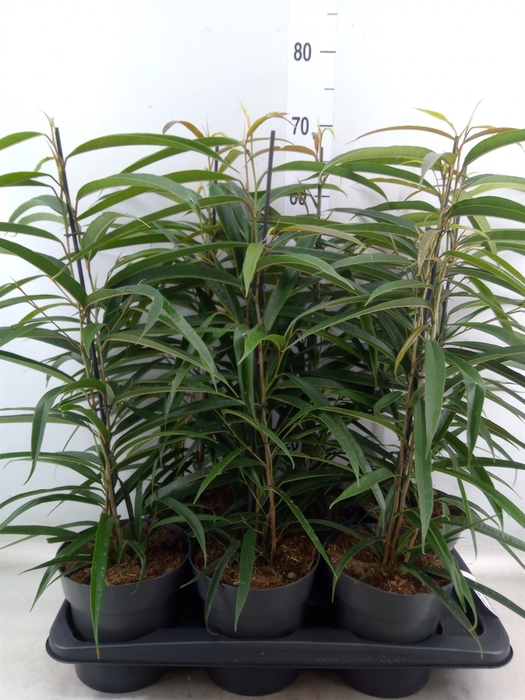 <h4>Ficus binn. 'Alii'</h4>