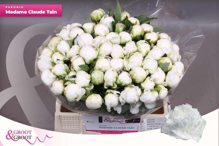 <h4>Paeonia Madame Claude Tain</h4>