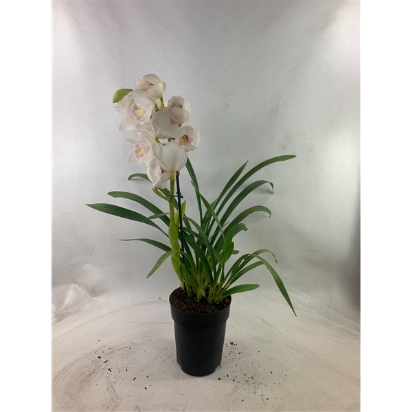 <h4>Cymbidium two virgins 1-tak</h4>