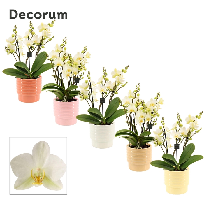 <h4>Phalaenopsis dazzling Lausanne 3-4 tak in Naemi (Sympathetic moo</h4>