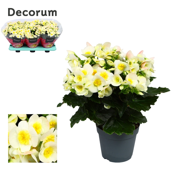 <h4>Begonia Valentino White</h4>