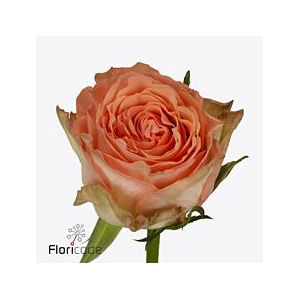 Rosa large barbarella