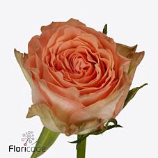 <h4>Rosa large barbarella</h4>