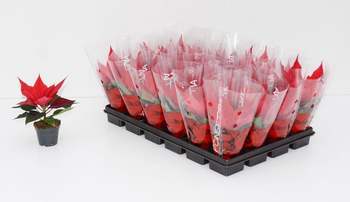 <h4>EUPHOR PULCHERRIM OV</h4>