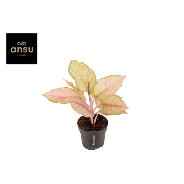 <h4>Aglaonema Corn Silk</h4>