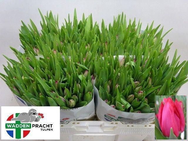 <h4>TU EN FRONTLINE</h4>