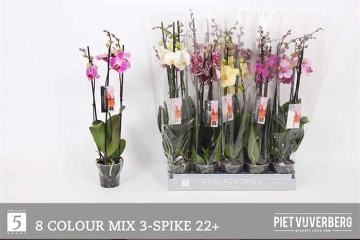 <h4>Phalaenopsis gemengd 8 kleuren</h4>