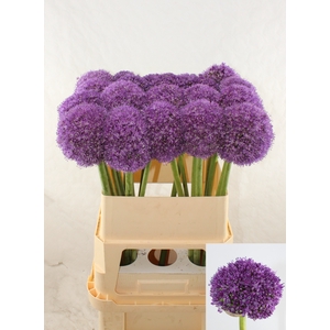 ALLIUM AMBASSADOR