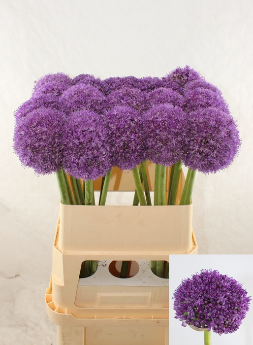 <h4>ALLIUM AMBASSADOR</h4>