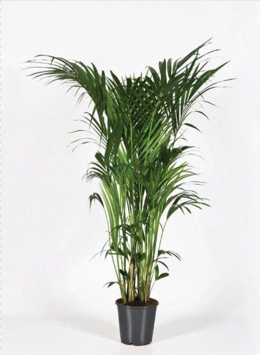 <h4>Howea forsteriana 180cm (Kentia)</h4>