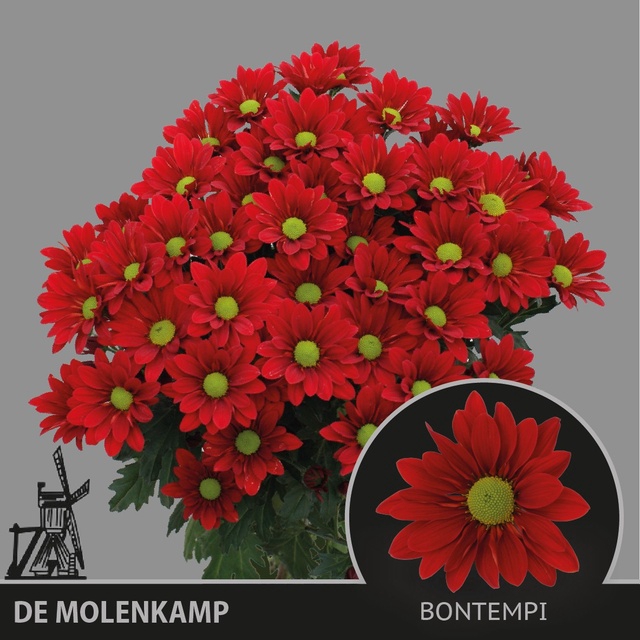 <h4>Chrys sp bontempi</h4>