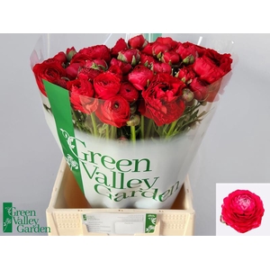 Ran Elegance Red Green Valley