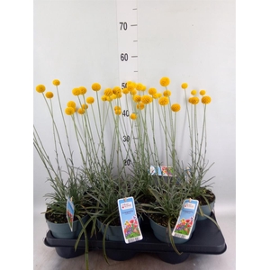 Craspedia globosa 'Golf Beauty'