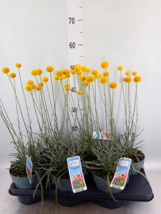 <h4>Craspedia globosa 'Golf Beauty'</h4>