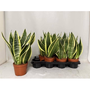 Sansev Futura Superb