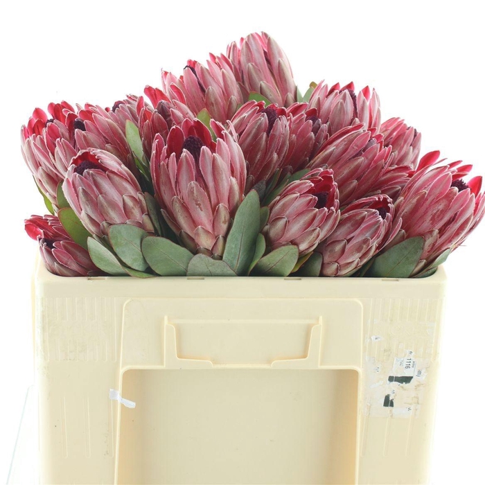 <h4>PROTEA SHARONET</h4>
