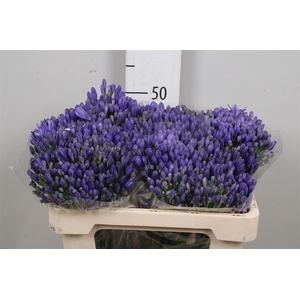 Agap Eyfori Blue