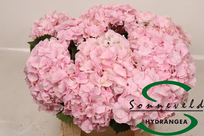 <h4>HYDR M CH VERENA</h4>