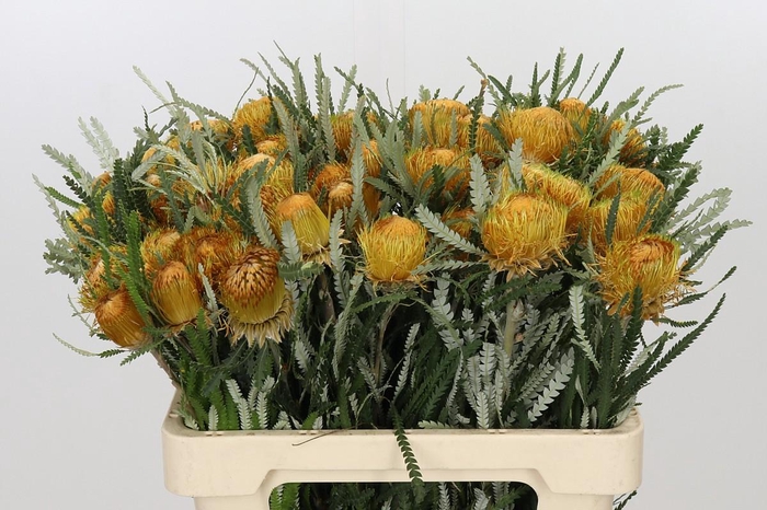 <h4>Banksia Dryandra</h4>
