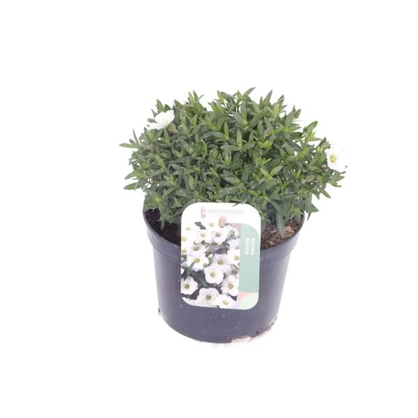 <h4>Arenaria montana</h4>