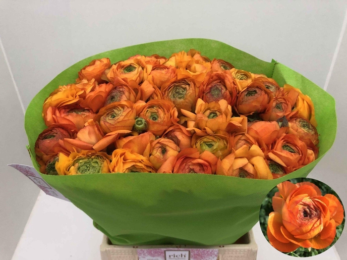 <h4>Ran Aazur Oranje</h4>