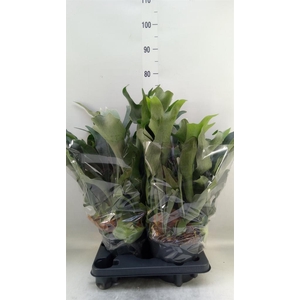 Platycerium bifurc.