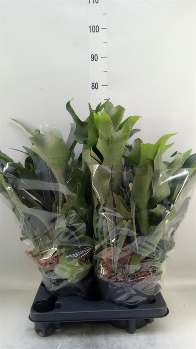 <h4>Platycerium bifurc.</h4>