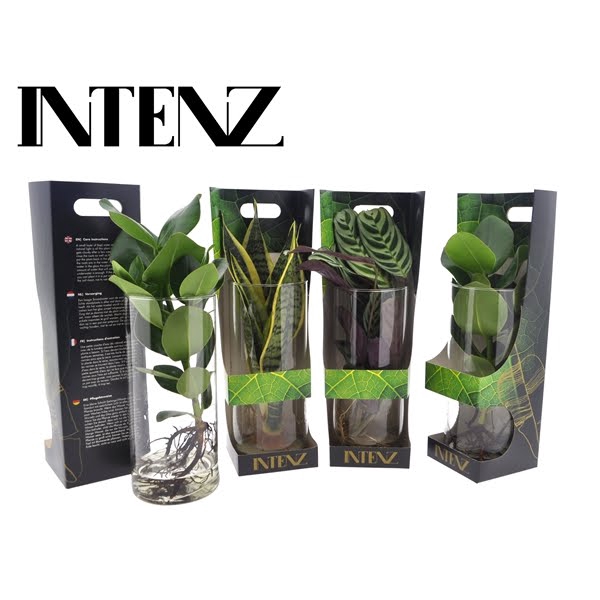 <h4>Intenz mix in Cylinder glas + Showdoos - levertijd: 24 uur</h4>