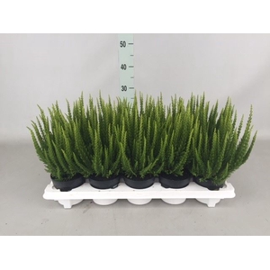 Calluna vulg. 'Skyline'   ...mix