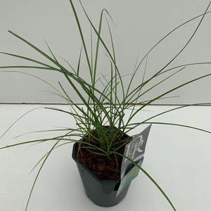 Graminées Miscanthus 'Kleine Silberspinne'