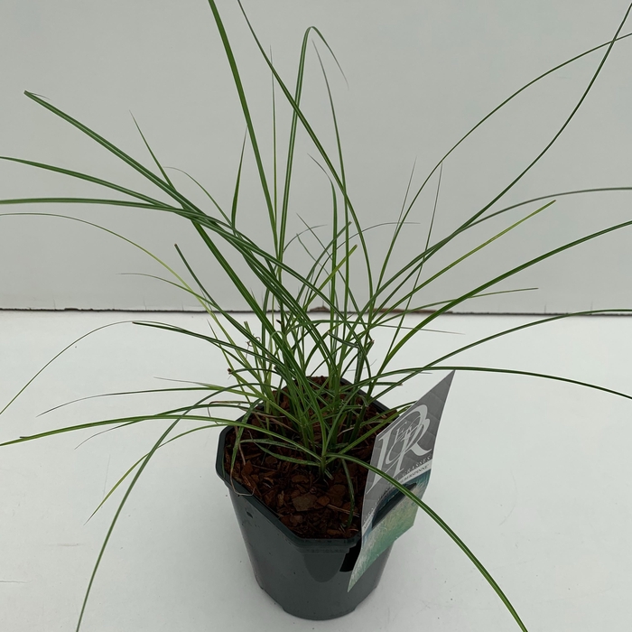 <h4>Graminées Miscanthus 'Kleine Silberspinne'</h4>