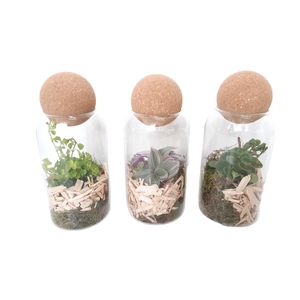 TVKB19 Glasvaasje + kurkbol H19 mini groenmix