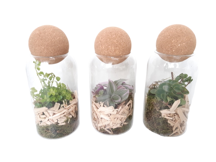 <h4>TVKB19 Glasvaasje + kurkbol H19 mini groenmix</h4>