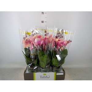 Phalaenopsis   ...
