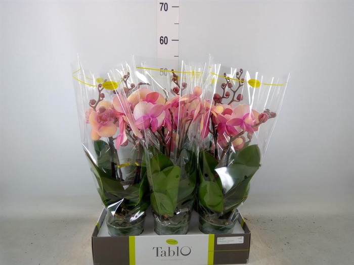 <h4>Phalaenopsis   ...</h4>