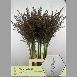 Calamagrostis Brachy