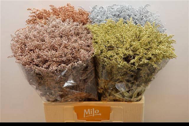 <h4>SOLI OV KLB H%</h4>