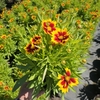 Coreopsis overig