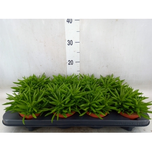 Peperomia fereirae 'Happy-Bean'