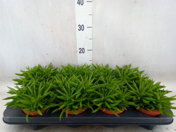 <h4>Peperomia fereirae 'Happy-Bean'</h4>
