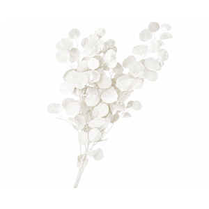 Dried Bleached Eucalyptus Populus