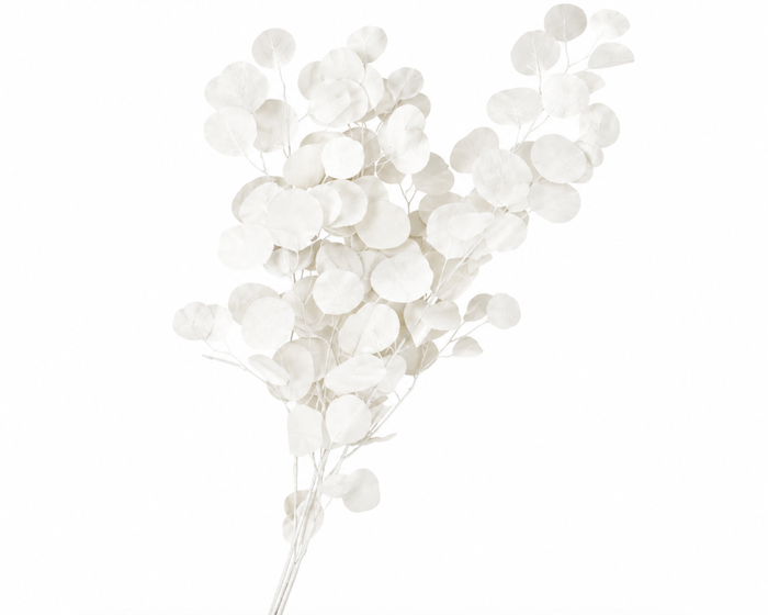 <h4>Dried Bleached Eucalyptus Populus</h4>