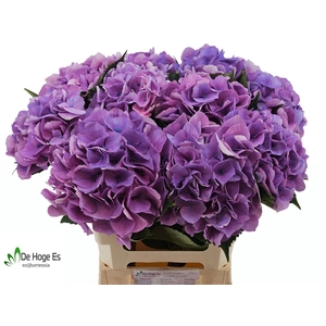 HYDR M ROYAL LOVE B