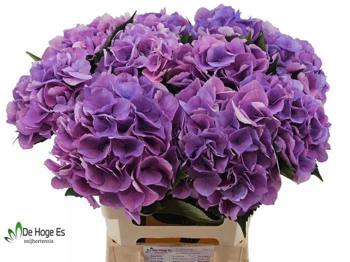 <h4>HYDR M ROYAL LOVE B</h4>