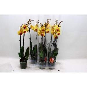 PHAL SOLID GOLD