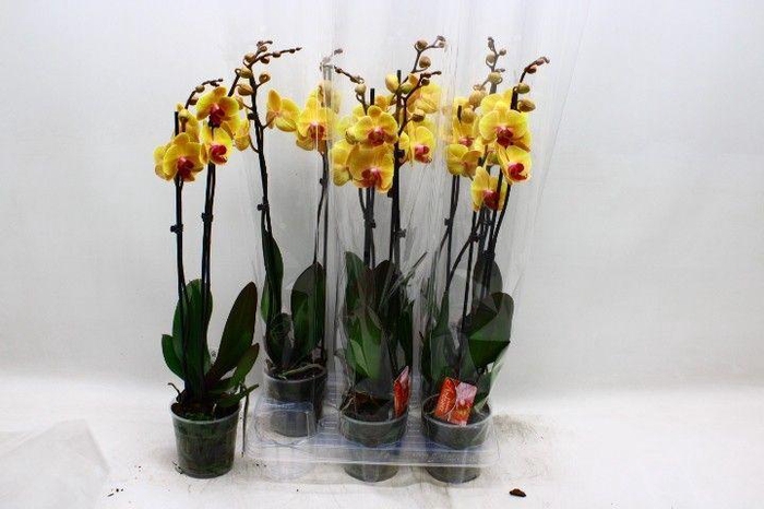 <h4>PHAL SOLID GOLD</h4>