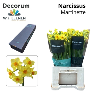 NARC TA MARTINETTE Large Box 300