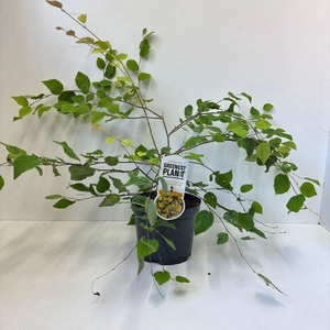Corylopsis pauciflora