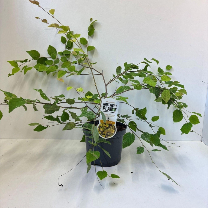 <h4>Corylopsis pauciflora</h4>