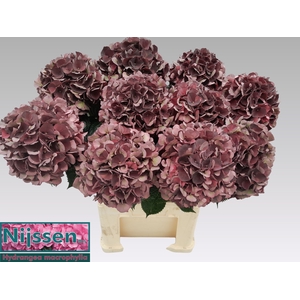 HYDR M MAG D RUBY CL